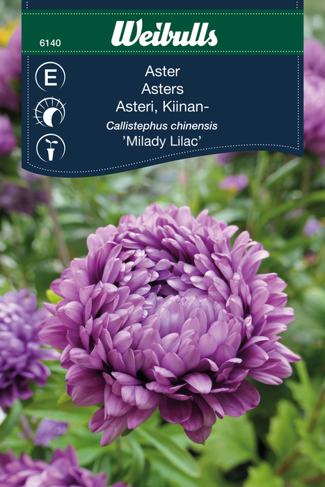 Asters 'Milady lilac'
